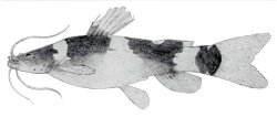 Microglanis secundus