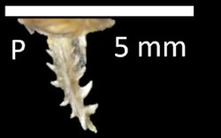 Microglanis sp. `RIO BIATA`