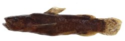 Microglanis variegatus