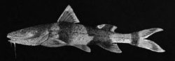 Rhyacoglanis variolosus - Click for species page