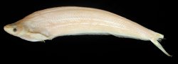 Micronema platypogon - Click for species page