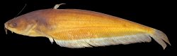 Ompok leiacanthus