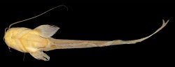 Ompok leiacanthus