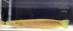 Pterocryptis subrisa