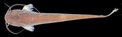 Pterocryptis subrisa