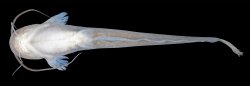 Pterocryptis subrisa