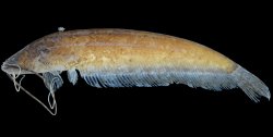 Silurichthys insulanus - Click for species page