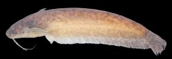 Silurichthys marmoratus - Click for species page