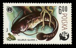 Silurus glanis