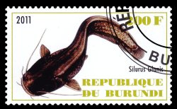 Silurus glanis