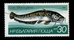 Silurus glanis