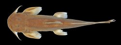 Exostoma berdmorei - Click for species page