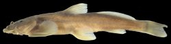 Exostoma chaudhurii - Click for species page