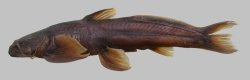 Exostoma gaoligongense - Click for species page