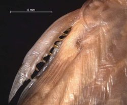 Glyptothorax distichus