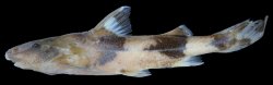 Glyptothorax lampris