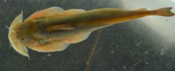 Parachiloglanis benjii - Click for species page