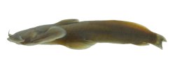 Parachiloglanis benjii