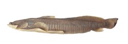 Parachiloglanis bhutanensis