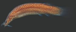 Ituglanis crispim - Click for species page