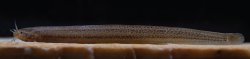 Listrura elongata - Click for species page