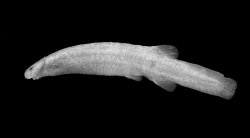 Ochmacanthus flabelliferus