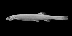 Schultzichthys bondi - Click for species page