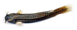 Trichomycterus caliensis