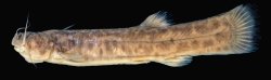 Trichomycterus lauzannii - Click for species page