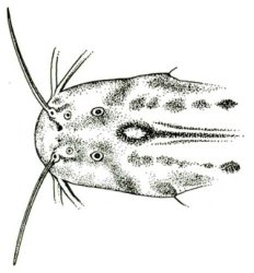 Trichomycterus romeroi