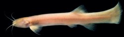 Trichomycterus rosablanca - Click for species page