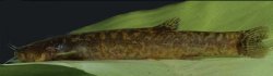 Trichomycterus vitalbrazili - Click for species page