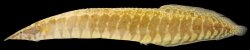 Macrognathus circumcinctus - Click for species page