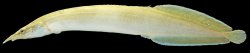 Macrognathus siamensis - Click for species page