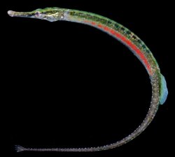 Microphis deokhatoides - Click for species page