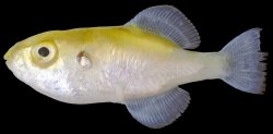 Auriglobus nefastus - Click for species page