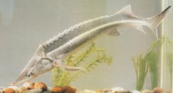 Huso nudiventris