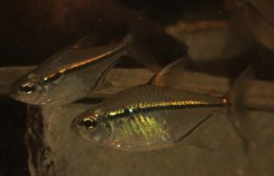 Hemigrammus ulreyi