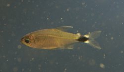 Hyphessobrycon elachys