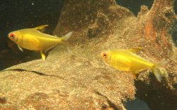 Hyphessobrycon pulchripinnis