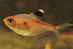 Megalamphodus erythrostigma