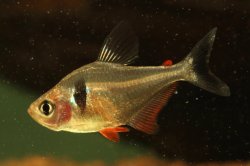 Megalamphodus megalopterus