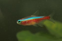 Paracheirodon axelrodi