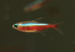 Paracheirodon axelrodi