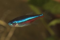 Paracheirodon simulans