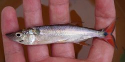 Acestrorhynchus altus - Click for species page