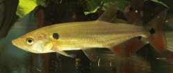 Acestrorhynchus falcatus - Click for species page