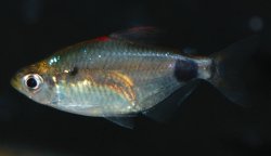 Bathyaethiops breuseghemi - Click for species data page