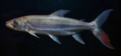 Hydrocynus goliath - Click for species page