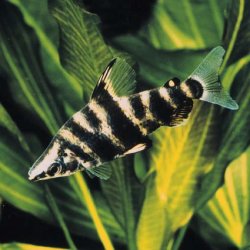 Abramites hypselonotus - Click for species page